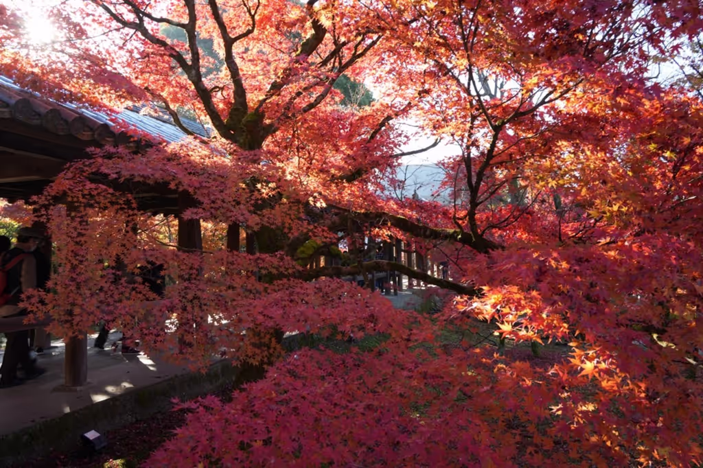 Kyoto Private Tour - Tofukuji-tsuten bridge