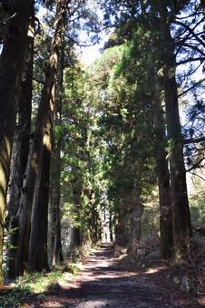 Hakone Private Tour - Cedar tree avenue