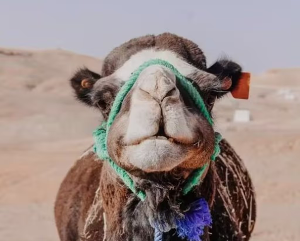 Marrakech Private Tour - Agafay Desert Sunset Camel Ride