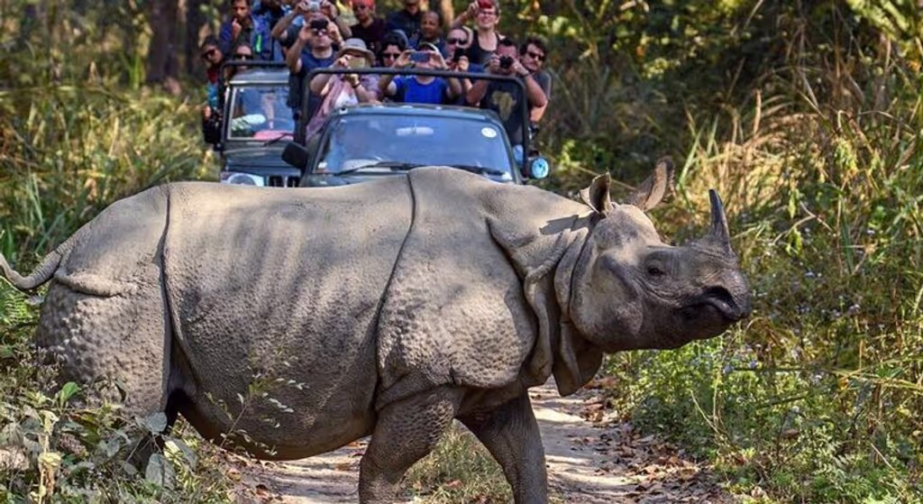 Kathmandu Private Tour - Rhino sighting