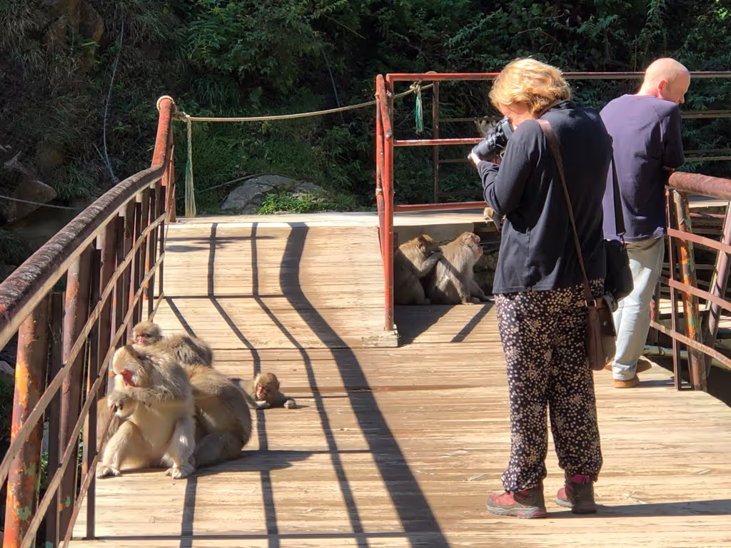 Nagano Private Tour - Woman taking photo with monkeys