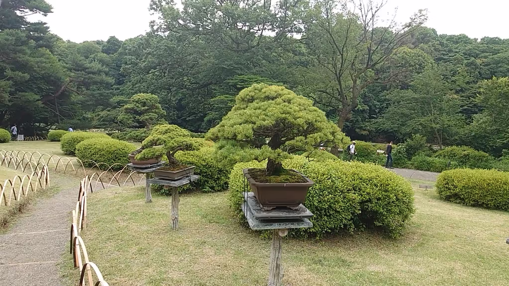 Tokyo Private Tour - Bonsai, Meiji Shrine inner garden