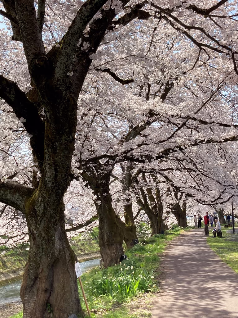 Fukui Private Tour - Enjoy walking under the cherry blossom.