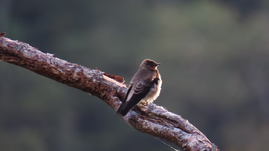Panama City Private Tour - Southern Rough-winged Swallow