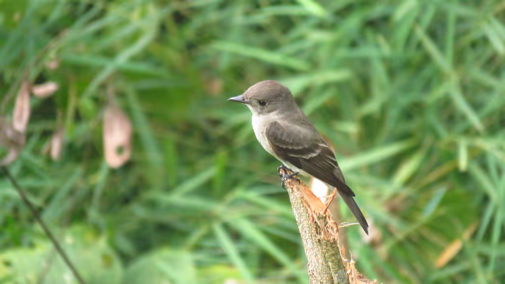 Panama City Private Tour - Eastern Wood-Pewee