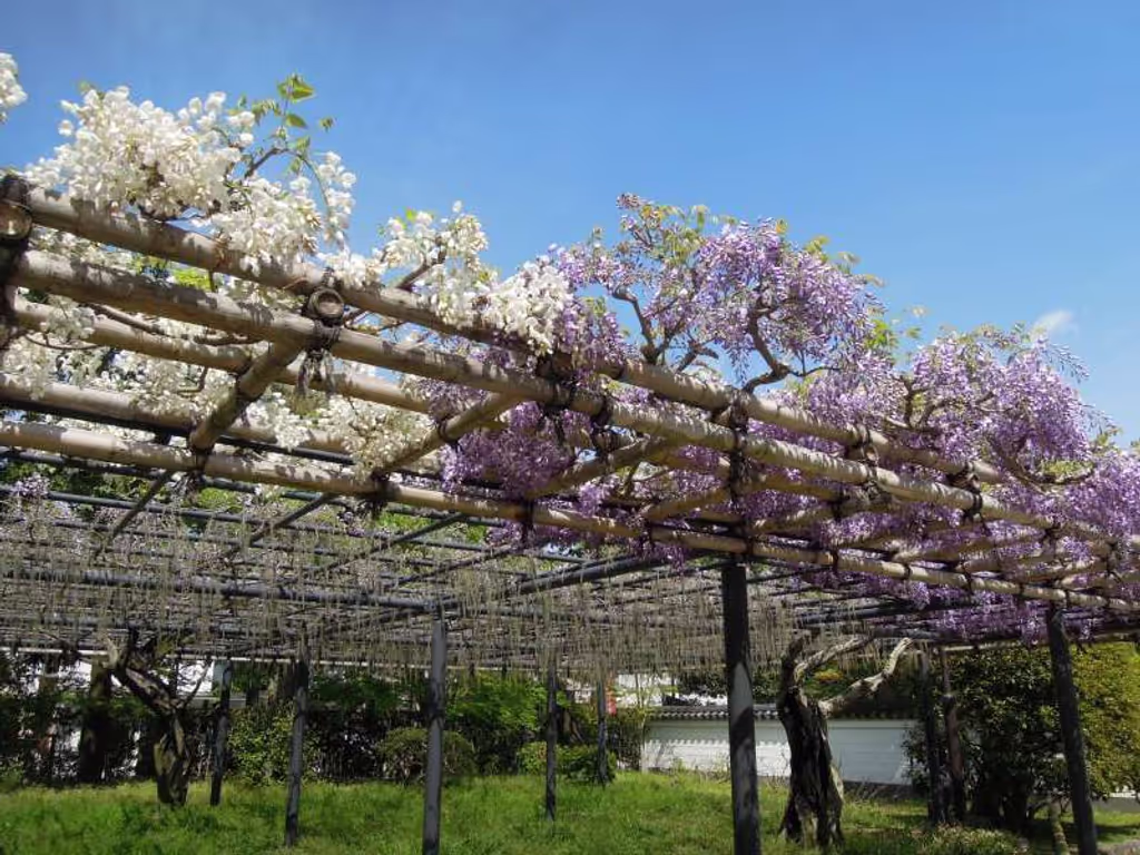 Kyoto Private Tour - Wisteria in full blossom at Byodo-in Temple