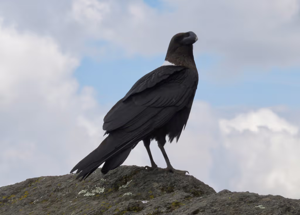Kilimanjaro Private Tour - white neck Raven(crow) on Kilimanjaro