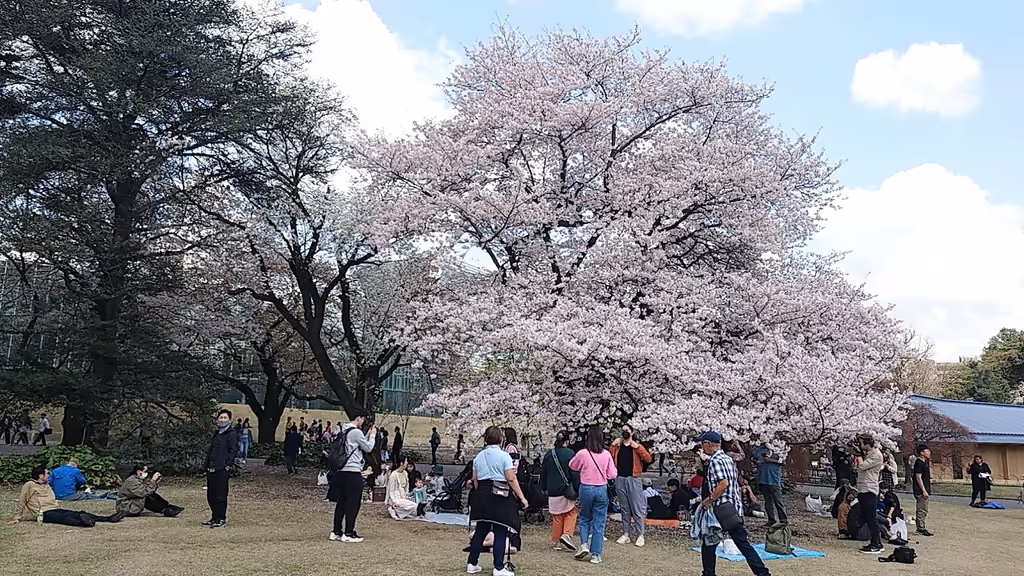 Tokyo Private Tour - Full blooming cherry in Shinjuku gyoen