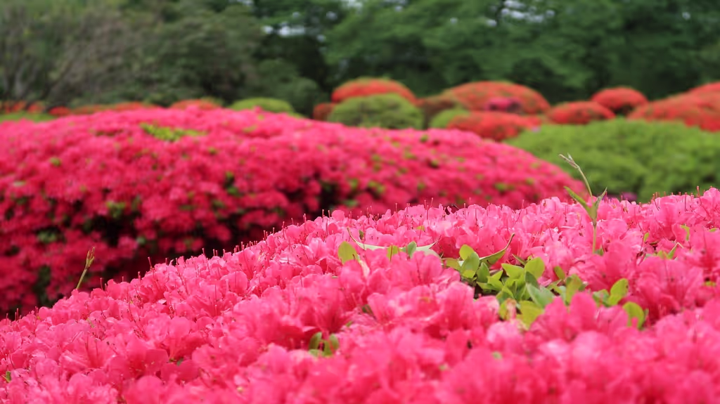 Tokyo Private Tour - Azalea blooming in Shinjuku gyoen
