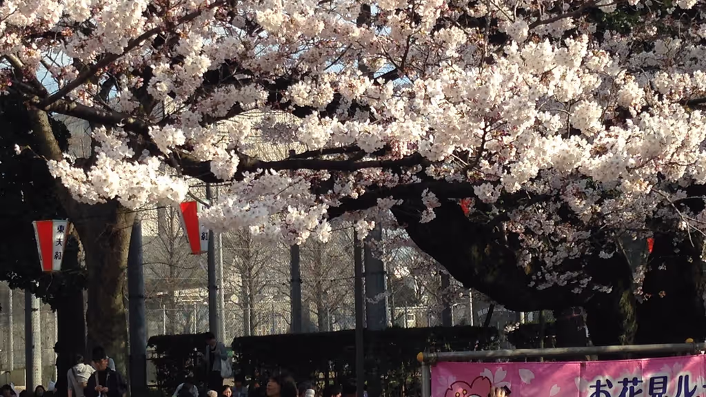 Tokyo Private Tour - Cherry blooming in Ueno Park