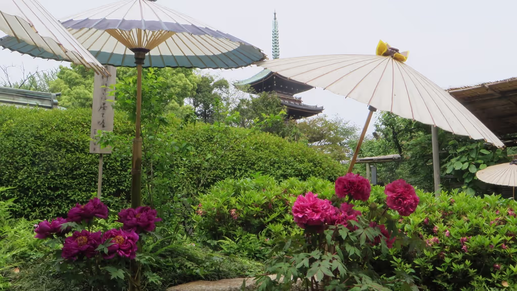 Tokyo Private Tour - Japanese Peonies in Ueno park