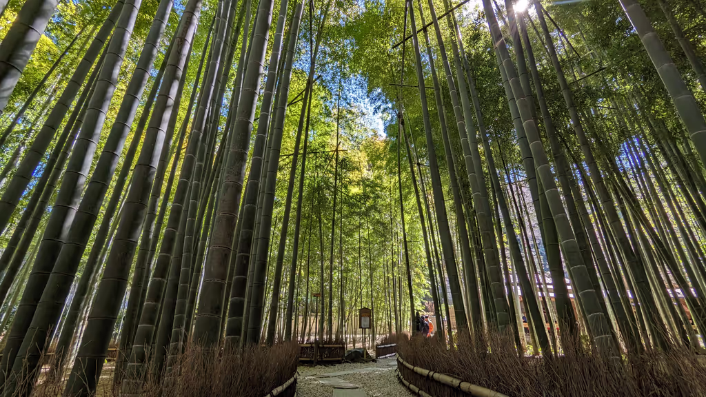 Kamakura Private Tour - A bamboo forest at Hokoku-ji.