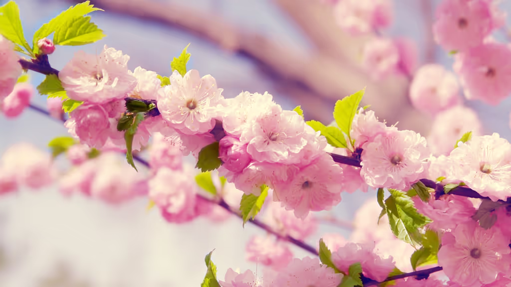 Tokyo Private Tour - Cherry Blossoms