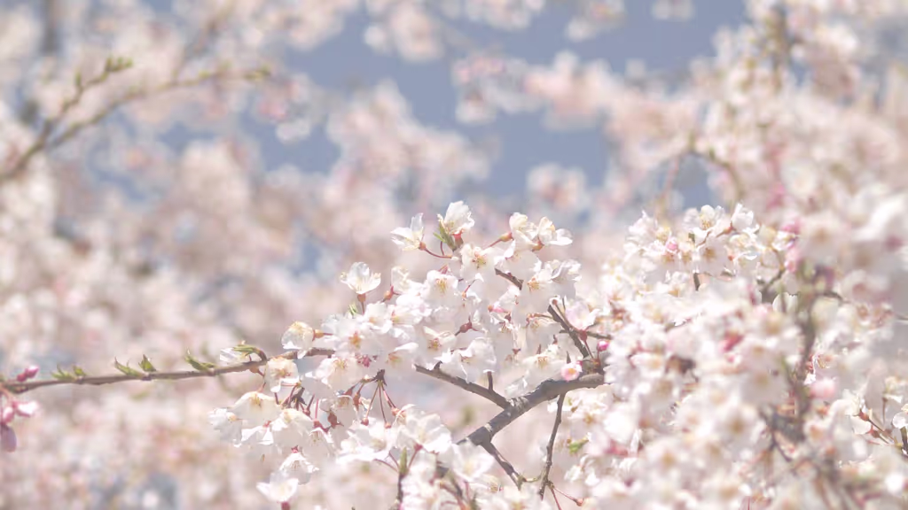 Tokyo Private Tour - Cherry Blossoms