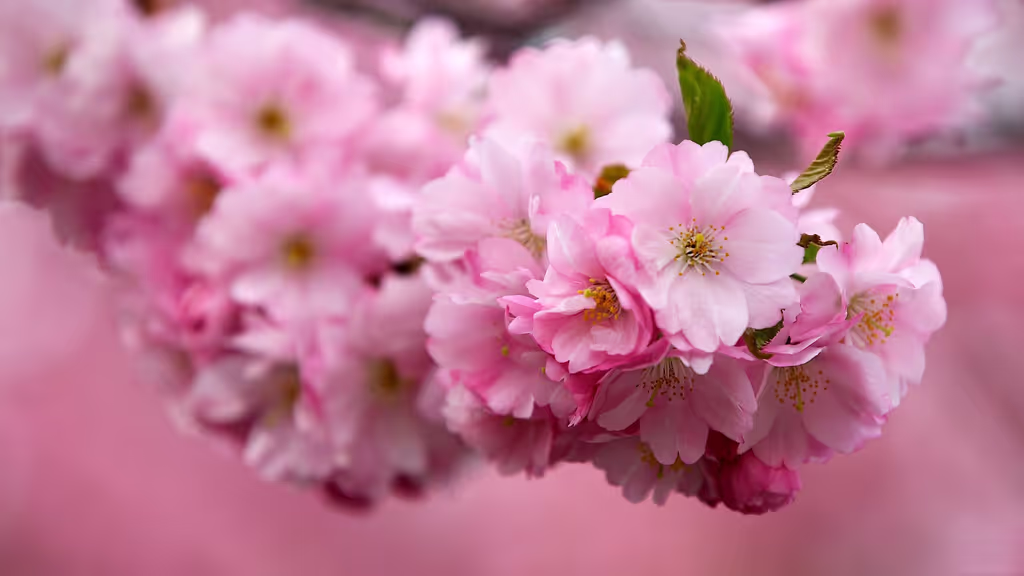 Tokyo Private Tour - Cherry Blossoms