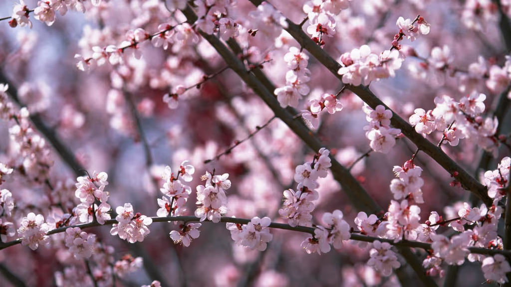Tokyo Private Tour - Cherry Blossoms