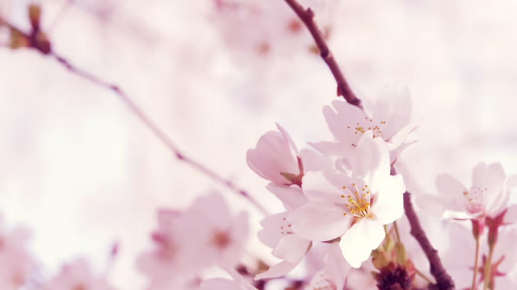 Tokyo Private Tour - Cherry Blossoms