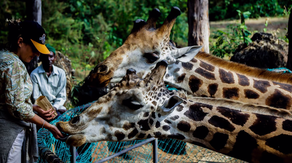 Nairobi Private Tour - Girafaffe centre where you feed giraffees
