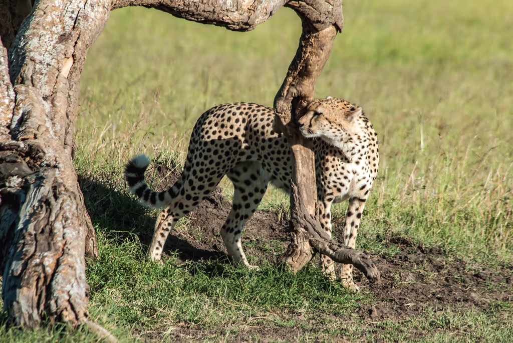 Nairobi Private Tour - 