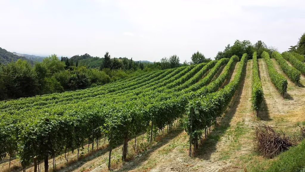 Naples Private Tour - WineTour
