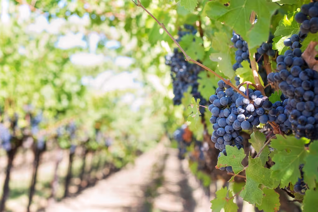 Naples Private Tour - WineTour