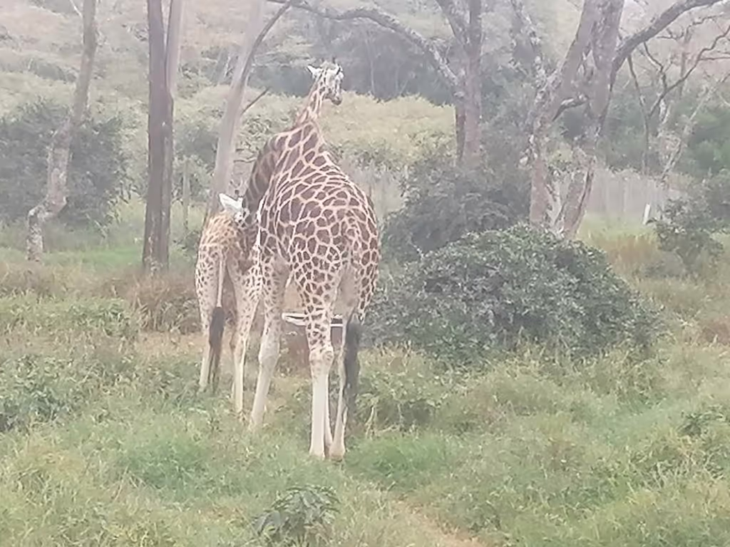 Nairobi Private Tour - giraffe center park