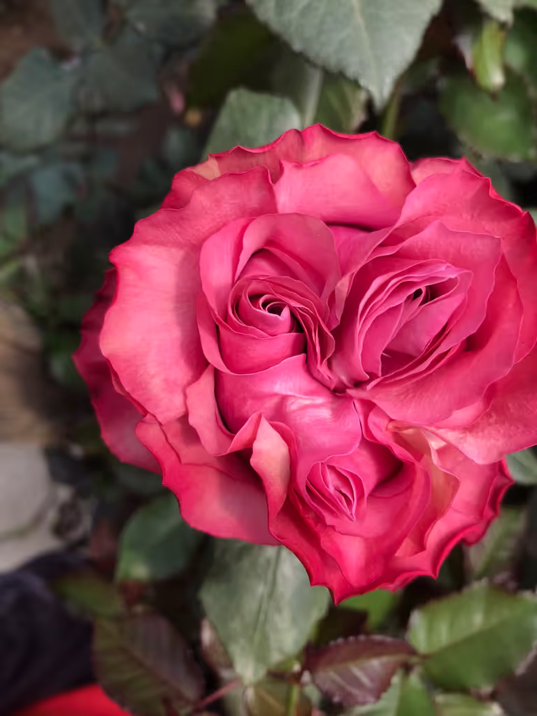 Quito Private Tour - Flower farm - Rose 5