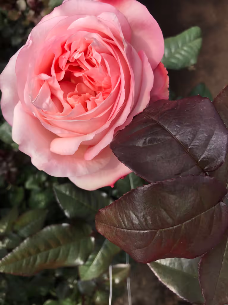 Quito Private Tour - Flower farm - Rose 3
