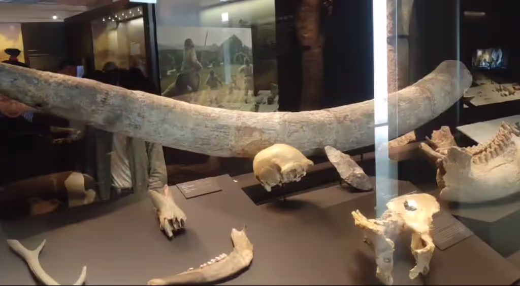 Madrid Private Tour - PALEONTOLOGY INSIDE THE MUSEUM