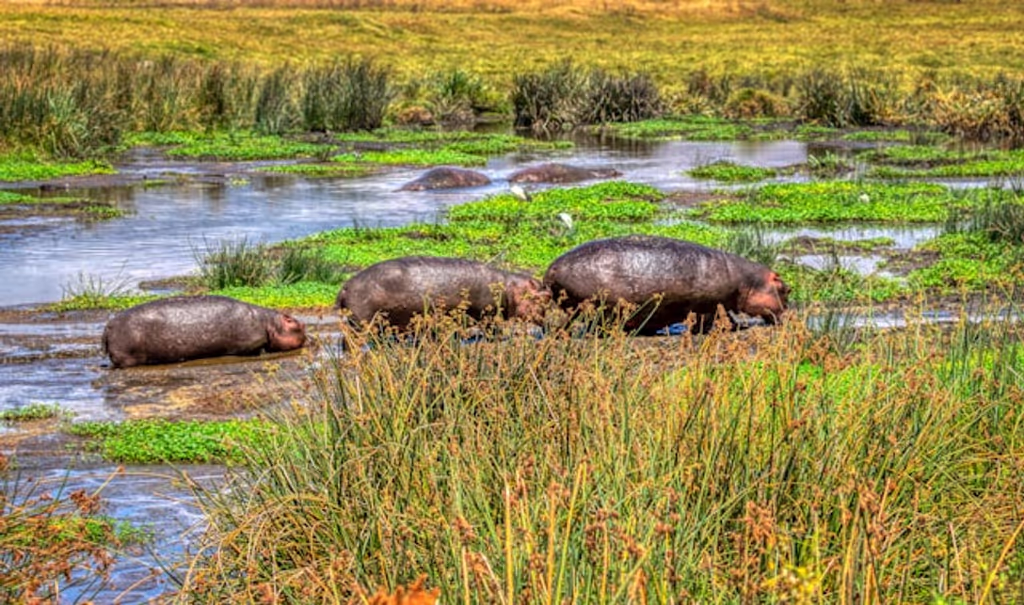 Kilimanjaro Private Tour - 