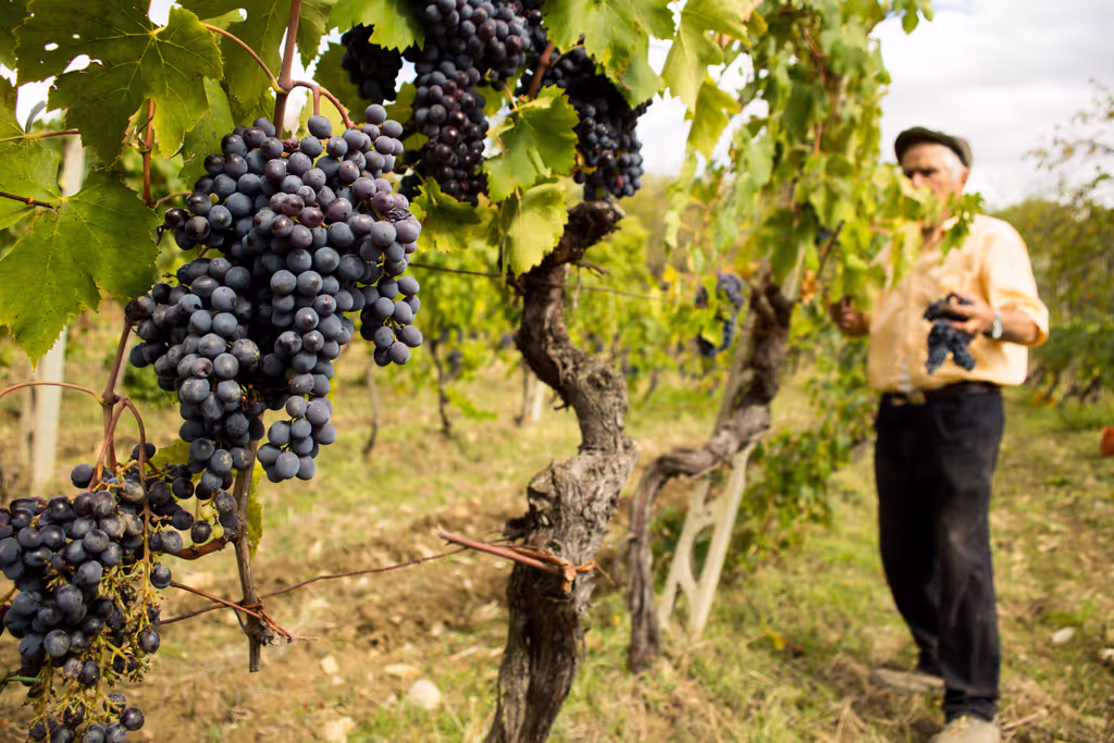 San Gimignano Private Tour - 