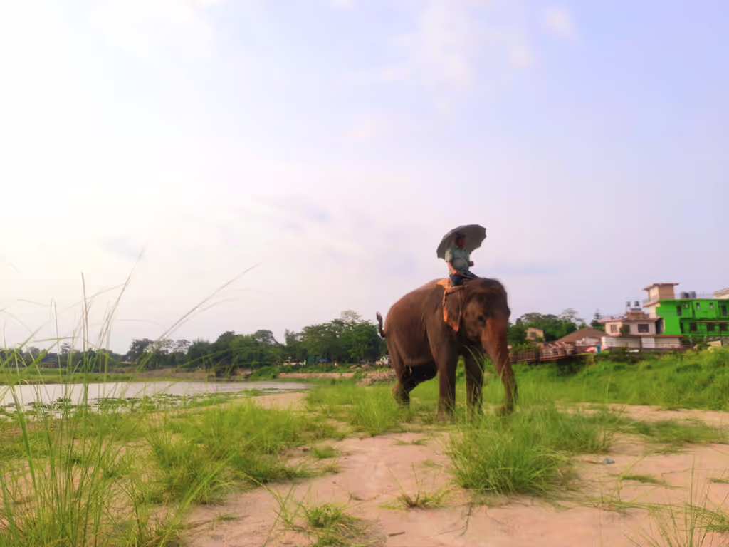 Kathmandu Private Tour - Elephant with a man at the bank of River