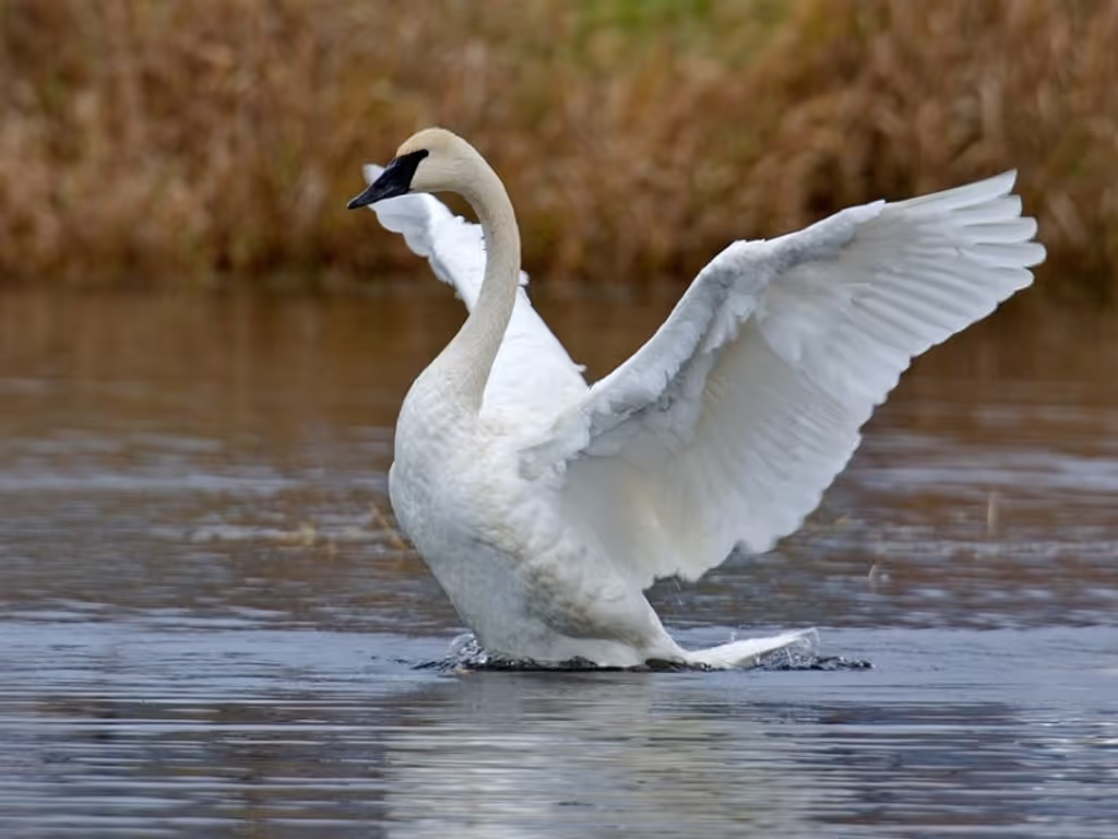 Saskatoon Private Tour - Trumpeter Swan by Alan