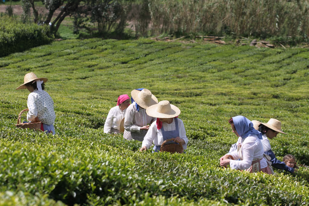 Azores Private Tour - Organic Tea