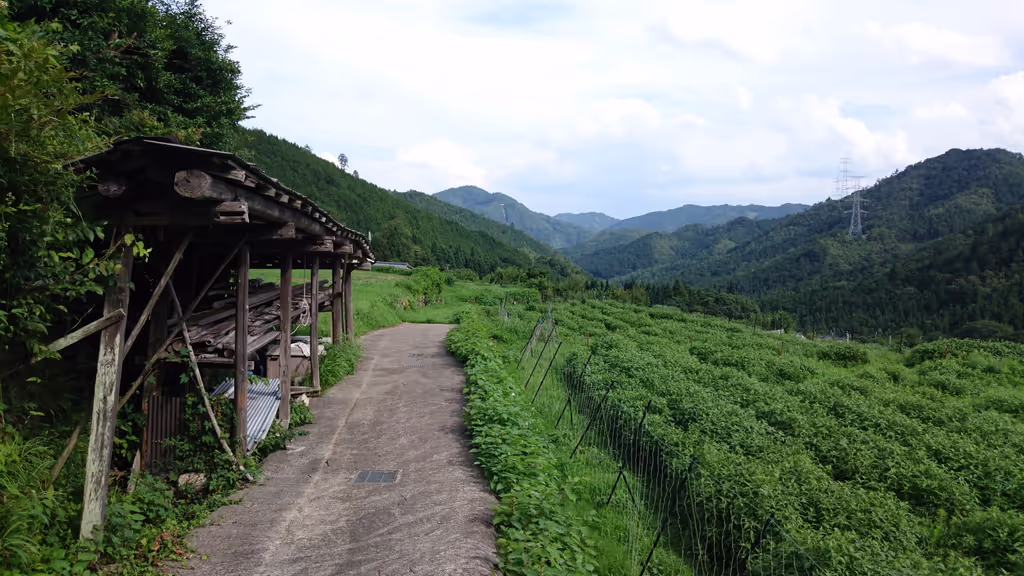 Kyoto Private Tour - Adashino Mayumura