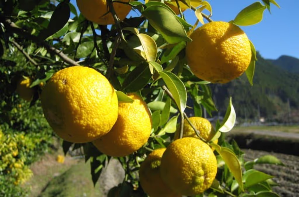 Kyoto Private Tour - Yuzu