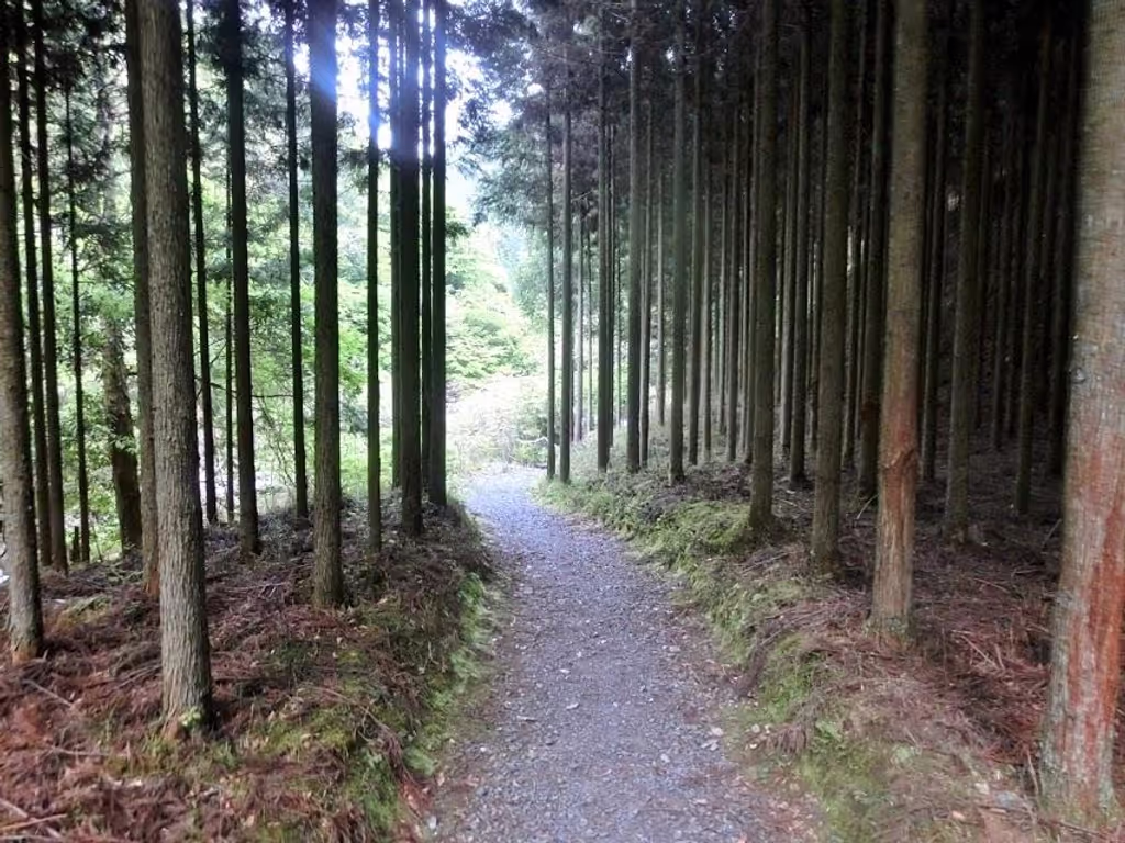 Kyoto Private Tour - Kitayama cedars