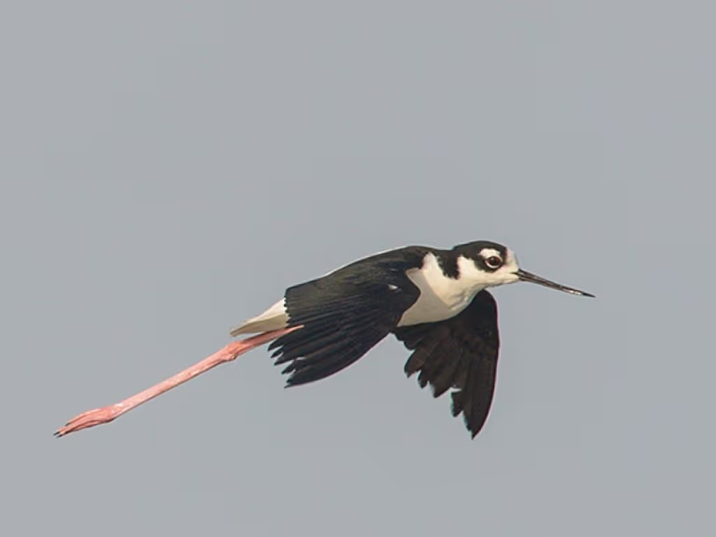 Moose Jaw Private Tour - Black-necked Stilt - M Haga