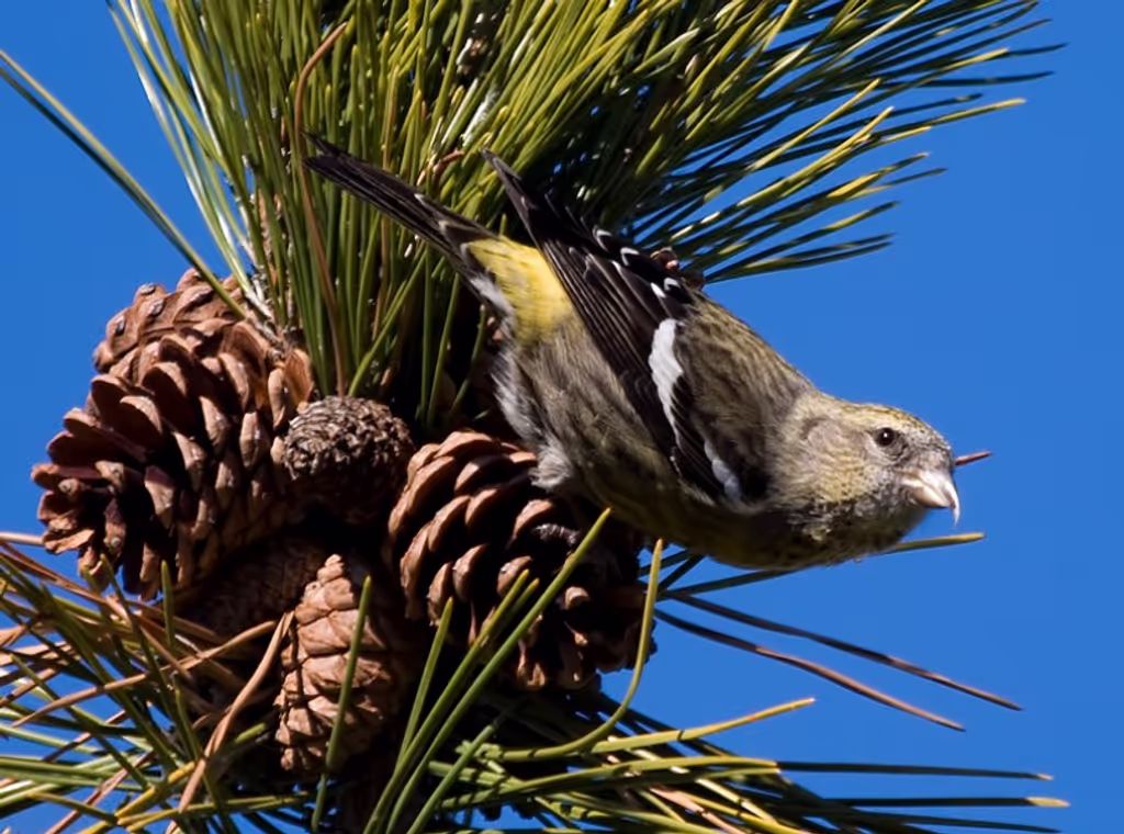 Saskatoon Private Tour - White-winged Crossbill by May Haga