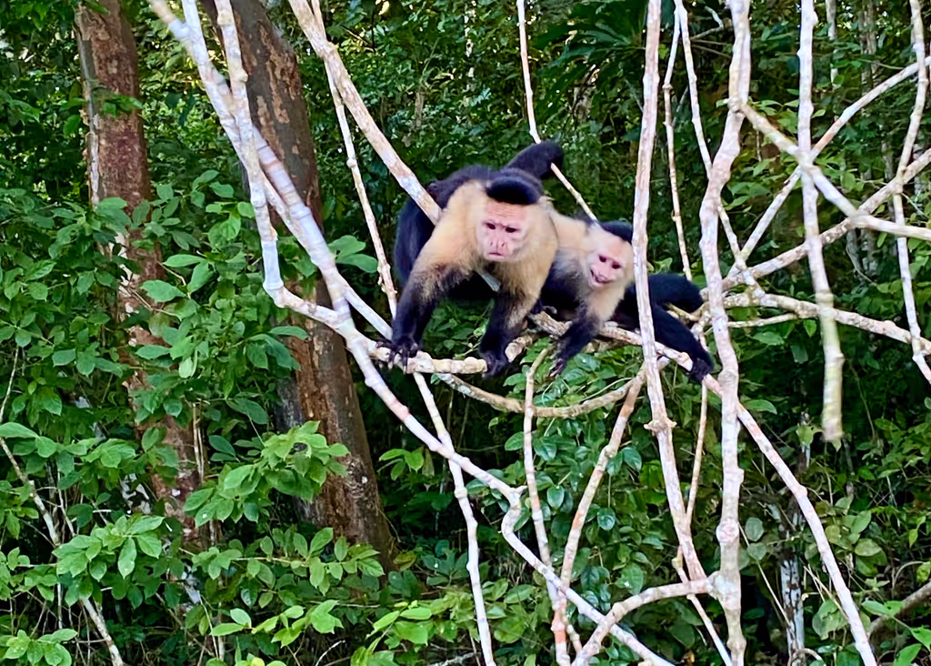 Panama City Private Tour - Capuchin Monkeys
