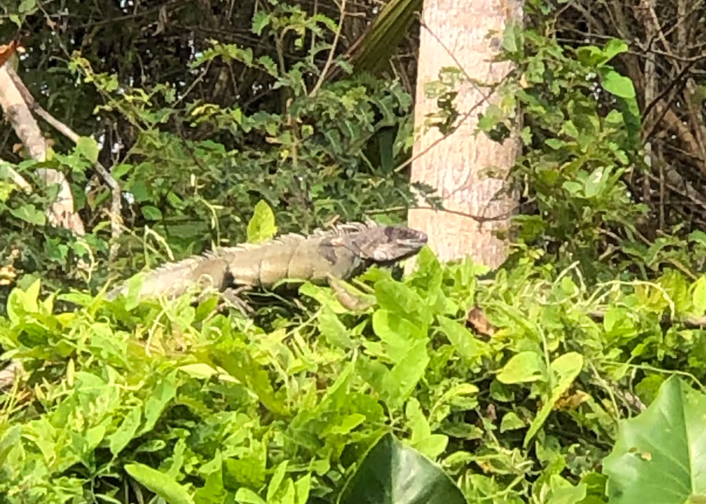 Panama City Private Tour - Iguana