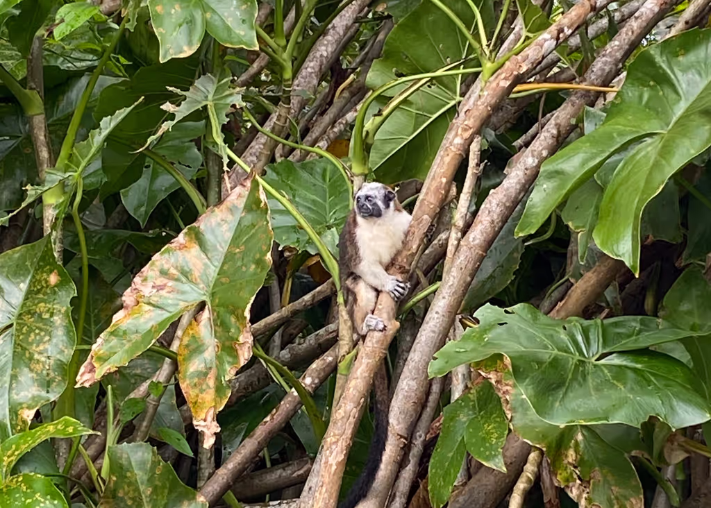 Panama City Private Tour - Tamarin Monkey