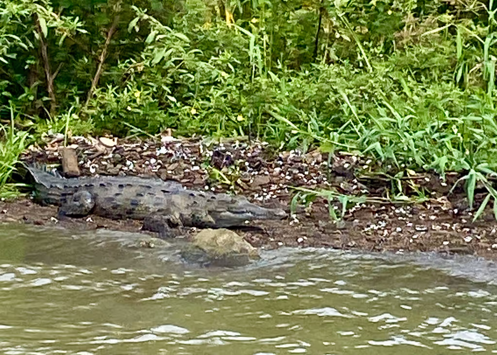Panama City Private Tour - Crocodile