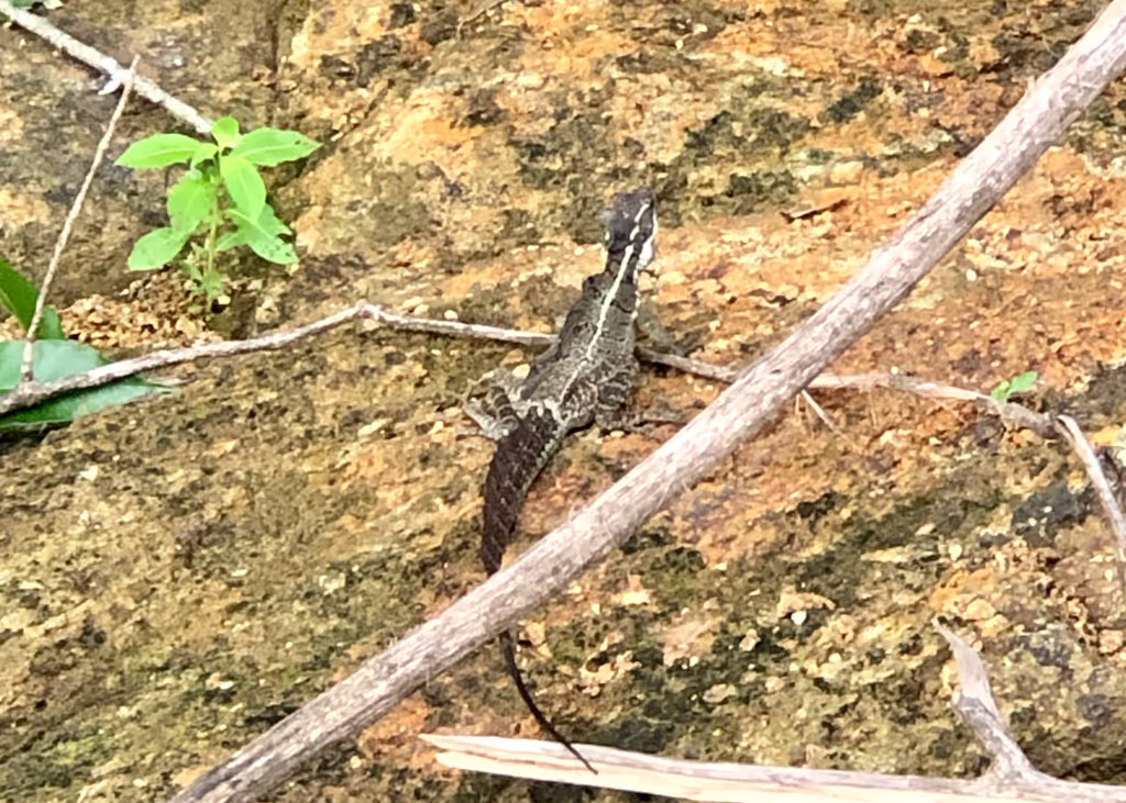 Panama City Private Tour - Wild Lizzard