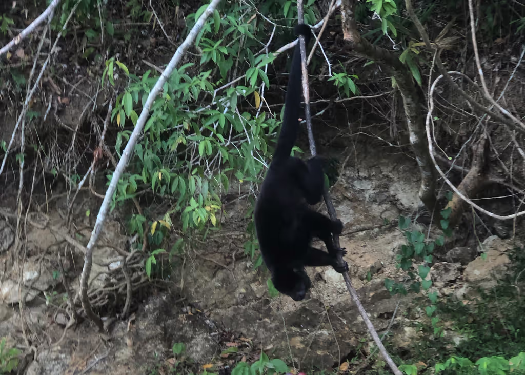 Panama City Private Tour - Howler Monkey