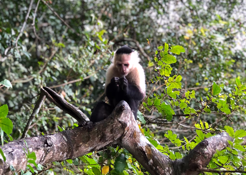 Panama City Private Tour - Capuchin Monkey