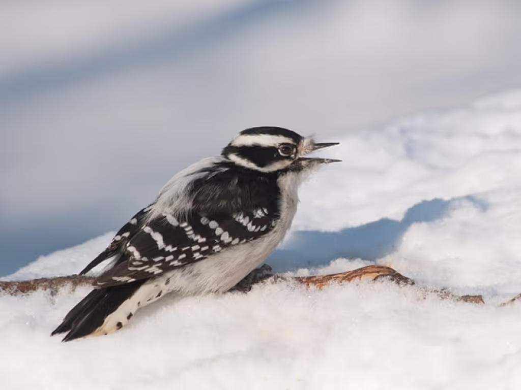 Saskatoon Private Tour - Downy Woodpecker by May Haga
