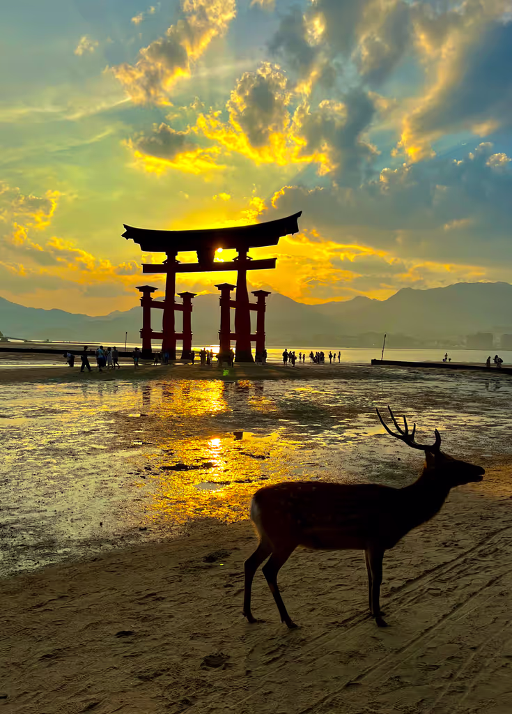 Hiroshima Private Tour - sunset with a deer