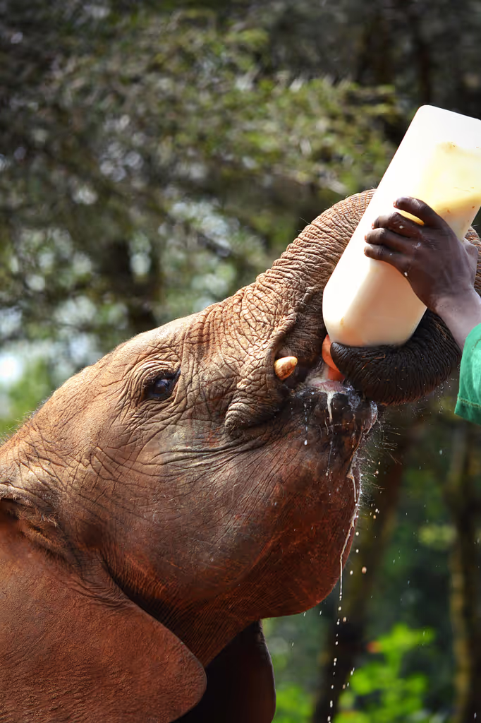 Nairobi Private Tour - Elephant sanctuary