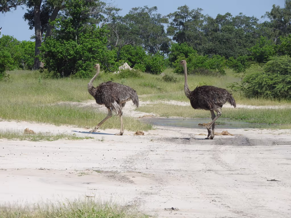 Ngamiland Private Tour - ostriches
